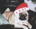 Weihnachten mit Adriano Mops