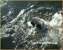 Mops Caruso beim Schwimmen
