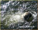 Freistil mit Mops