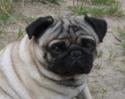 Mops Caruso 4 j�hriger R�de