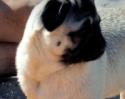 Mops Giorgio am Meer
