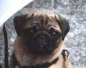 Mops Helena