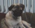 Mops Helena