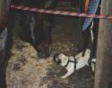 Mops Lila mit Pferd