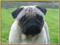 Mops Helga