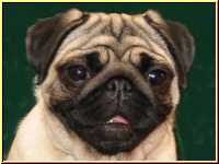 Mops Liesa