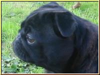 Mops Lilo