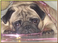 Mops Mathilde