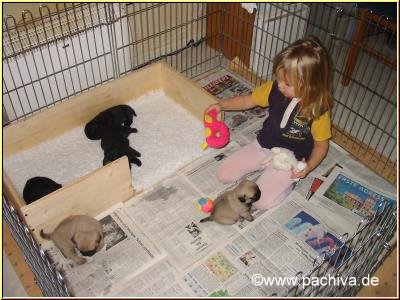 Mops und Kind