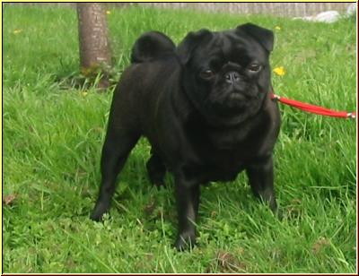 Mops Lilo