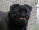 Mops Lilo