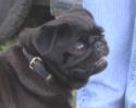 Mops Lilo
