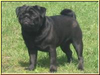 Mops Digger
