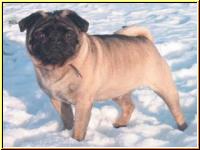 Mops Egon